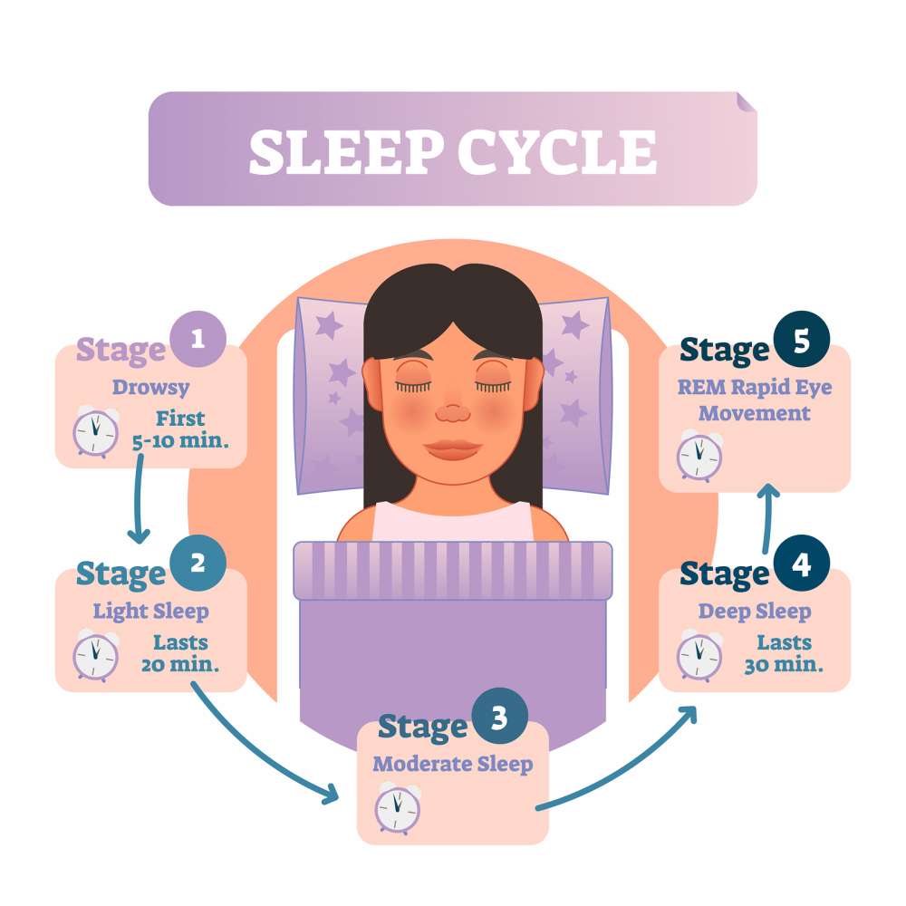 What Part of the Brain Controls Sleep Sleep & Dream