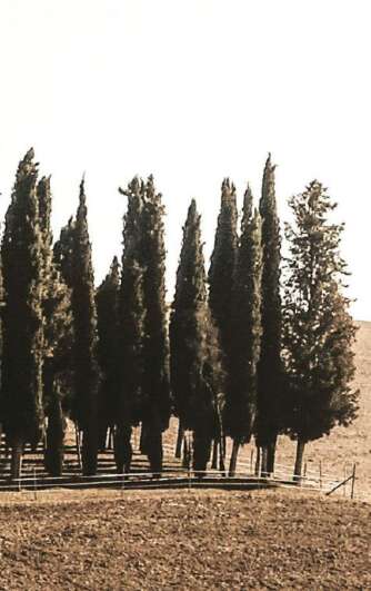 magniflex-trees